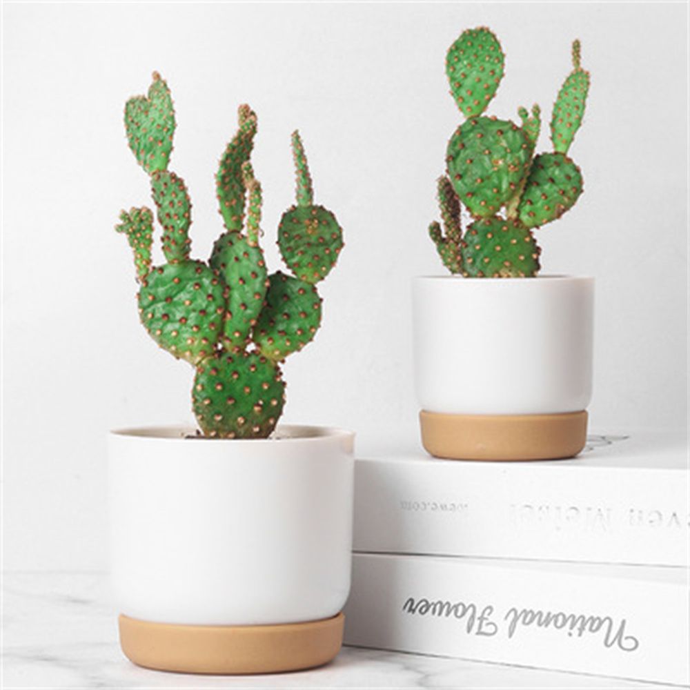 Round Cactus Succulent Plants  - Echeveria Succulent ulasan dan harga