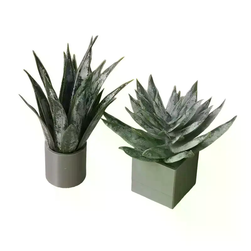 Miniature Aloe Vera Potted Pla - Aloe Vera Pot ulasan dan harga