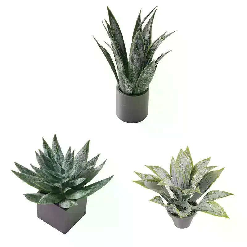 Miniature Aloe Vera Potted Pla - Aloe Vera Pot ulasan dan harga