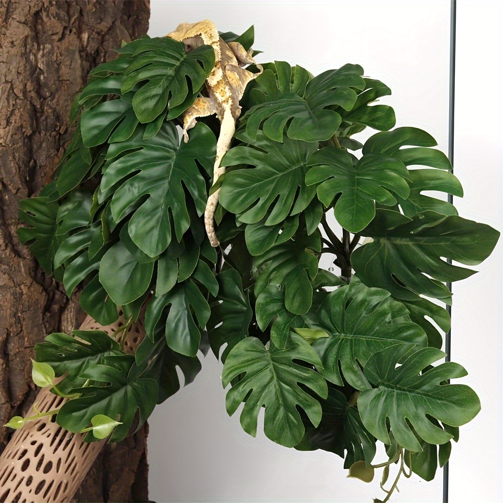 Reptile Plants for Terrarium A - Monstera Adansonii ulasan dan harga