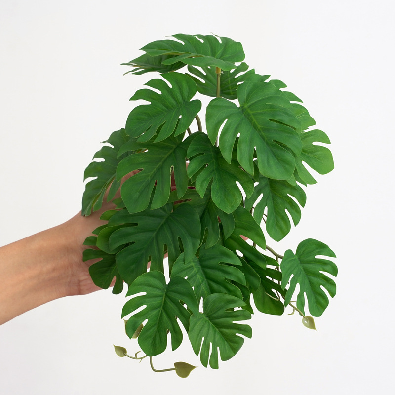 Reptile Plants for Terrarium A - Monstera Adansonii ulasan dan harga
