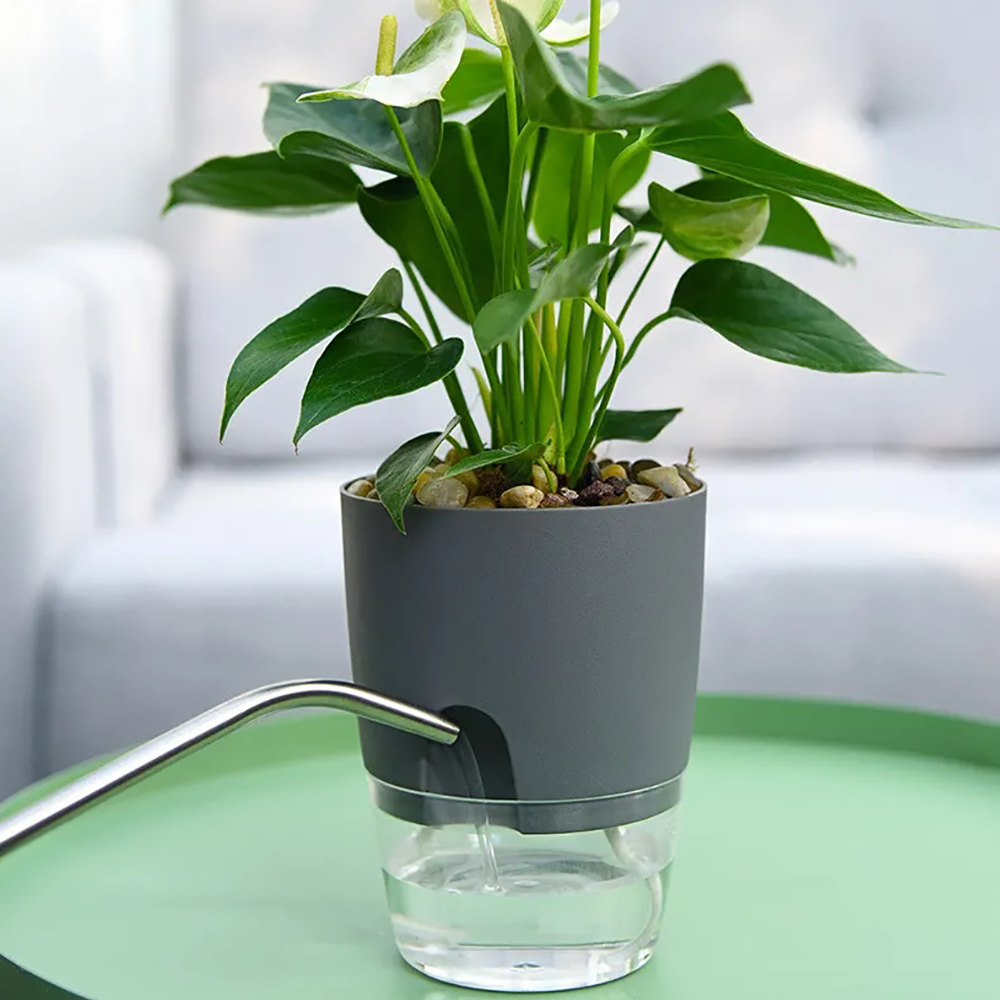 Transparent Double Layer Plast - Aloe Vera Pot ulasan dan harga