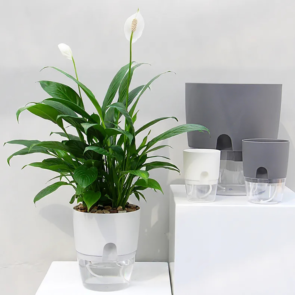 Transparent Double Layer Plast - Aloe Vera Pot ulasan dan harga